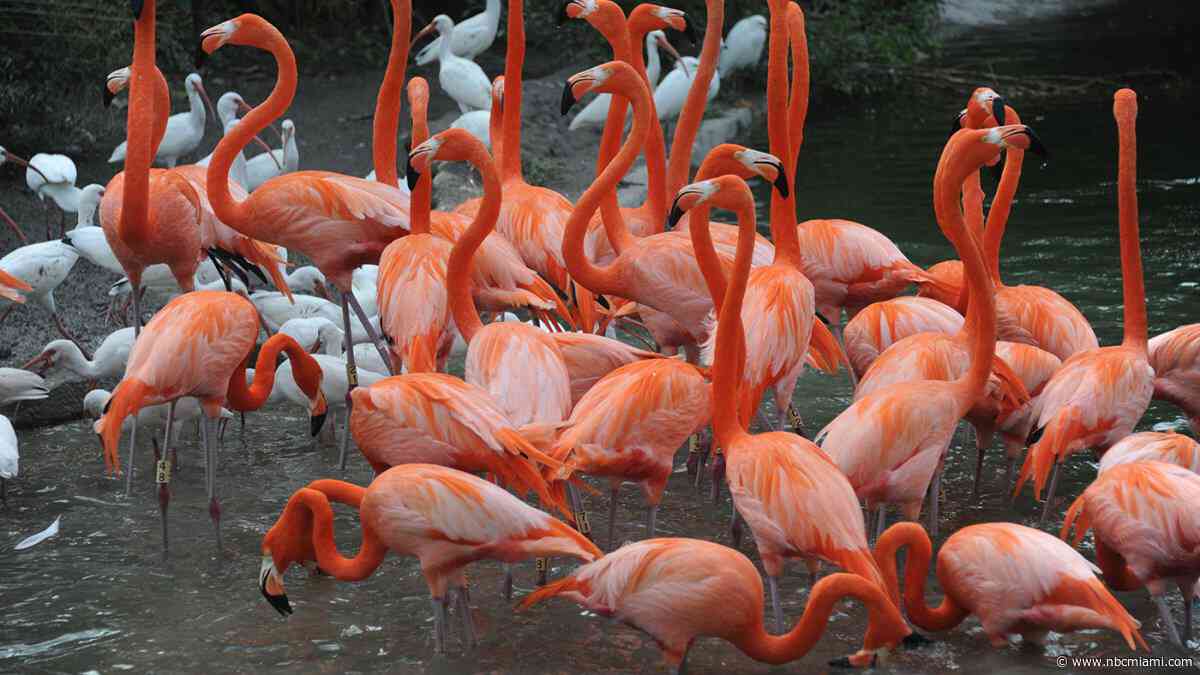Flamingos: The kinky bird making a comeback in South Florida