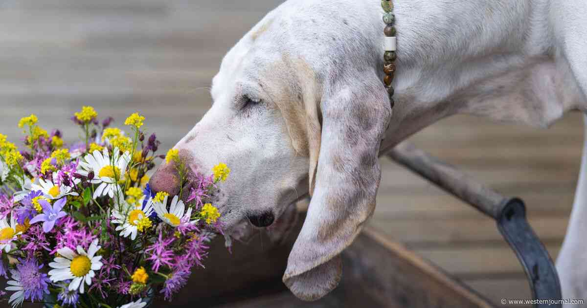 Dogscaping: Landscaping for You and Your Dog