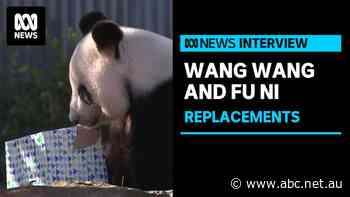 Who will replace pandas Wang Wang and Fu Ni at Adelaide Zoo?