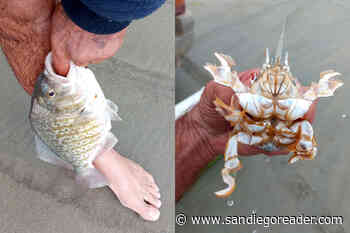 Spiny mole crabs can be great bait for larger surf perch