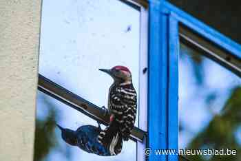 Vogels zijn boos op hun spiegelbeeld: stop reflectie in je ramen met deze handige tips