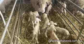 Sextuplet lambs an amazing sight for Marrabel Merino breeders