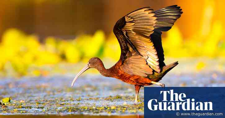 ‘This is the Amazon of Europe’: a wildlife trip on Romania’s Danube delta