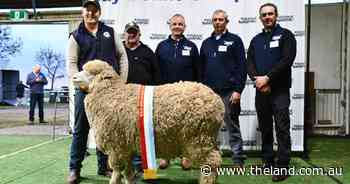 Collinsville takes national hogget ram, Mulloorie supreme exhibit at Hay