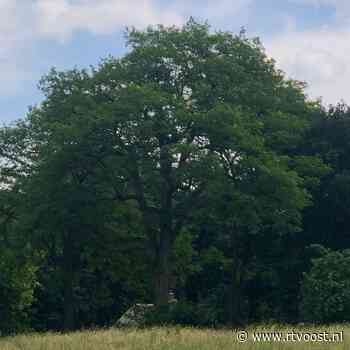 7000 bijzondere bomen in Zwolle in kaart gebracht: "Levende monumenten met een onschatbare natuurwaarde"