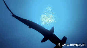 Riesiger Hai direkt am Strand vor Gran Canaria – Behörden schlagen Alarm