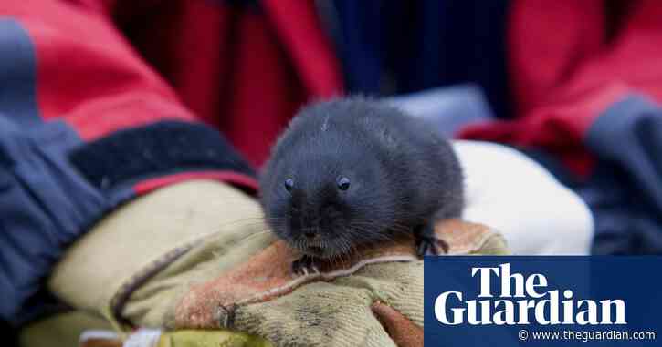 Beavers create habitat suitable for water voles in Scottish rainforest