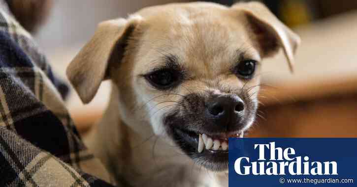 Small dogs leading the pack on postie attacks, Australia Post says