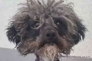 Dog branded 'ugliest ever seen' now completely unrecognisable after makeover