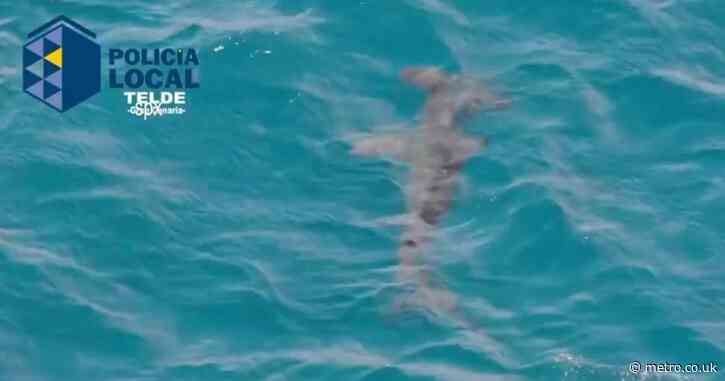 More tourist beaches closed after huge hammerhead shark spotted swimming in the water