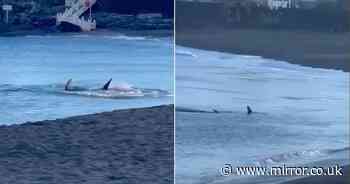 Shark attack fears sees third Gran Canaria beach shut after beast skulks shoreline