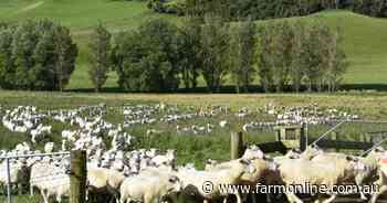 NZ lamb loses premium in China's sheepmeat market