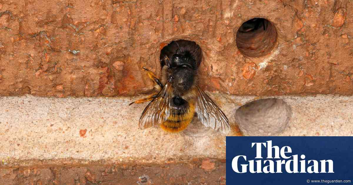 Country diary: A solitary bee thrives amid the wet | Kate Blincoe