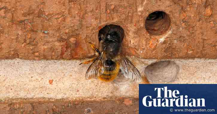 Country diary: A solitary bee thrives amid the wet | Kate Blincoe