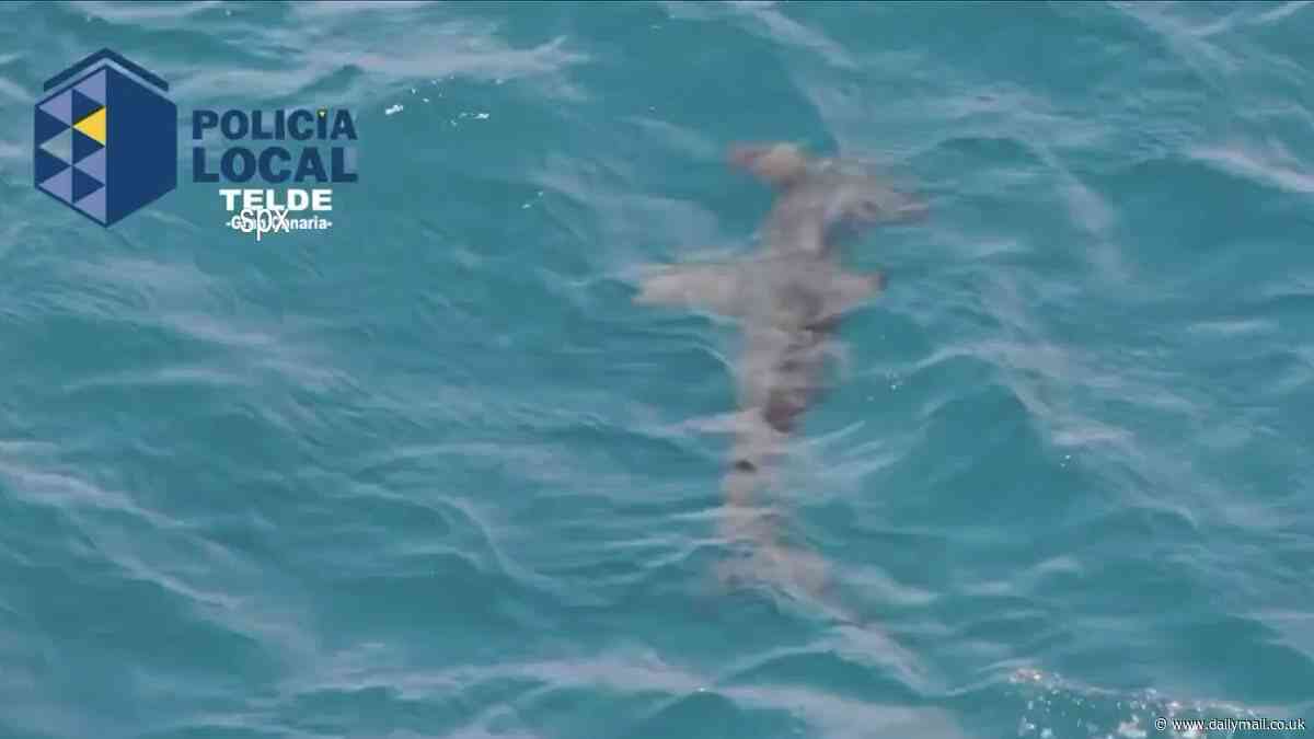 Fresh shark sightings spark MORE Spanish beach closures - with hammerheads and basking sharks now spotted by tourists after 10ft beast left swimmers terrified in Gran Canaria