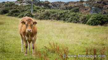 Cattle slaughtered due to bTB incident up 17% in Wales