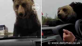 Terrifying moment brown bear tries to claw its way into broken-down car, clambering onto the bonnet, rocking the vehicle and tearing off the windscreen wiper as passengers try to scare it off