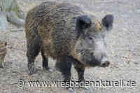 Afrikanische Schweinepest in Hessen: Auswirkungen auf Wiesbaden