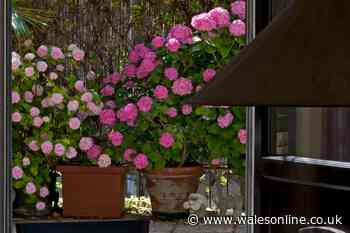 Hydrangea tip to transform your patio - as This Morning expert shares budget garden ideas
