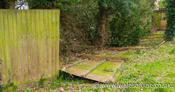 'My neighbour's overgrown garden is destroying my fence - what can I do'