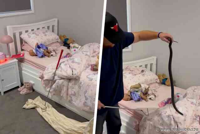 “Dit wil je zeker niet in je bed hebben liggen”: gezin treft dodelijk reptiel aan in bed van dochter