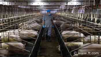 China launches anti-dumping probe into EU pork imports