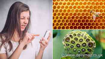 Does looking at honeycomb make your skin crawl? Take the test to see if you have 'trypophobia' - as experts reveal the internet is fuelling our fear of small holes