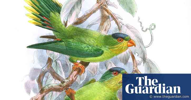 ‘It can feel like a detective story’: birders asked to help find 126 ‘lost’ bird species