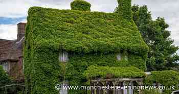 Tourists flock from all over the country to see house covered entirely in ivy