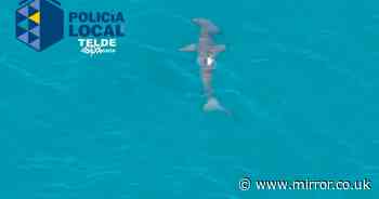 Horror moment deadly hammerhead shark captured prowling off Gran Canaria beach