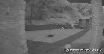 Doorbell camera captures 4am intruder getting instant karma for trespassing
