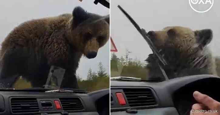 Hitchhiking brown bear terrorises drivers as it claws onto broken down car