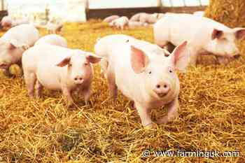 Latest drop in standard pig price a &#39;surprise&#39;, sector says