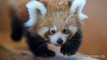 Two rare baby red pandas born at Toronto Zoo