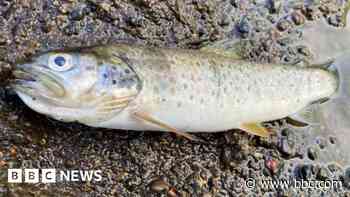 Fish kills threaten 'delicate ecosystems'
