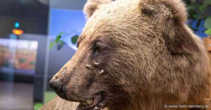 Alpennahe Landkreise wollen auffällige Braunbären töten