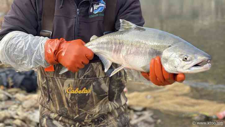 An influx of chum salmon in the Canadian Arctic could be the same fish missing from Western Alaska