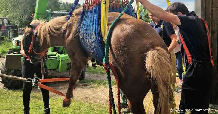 Pferd bleibt in Schacht stecken: Aufwendiger Rettungseinsatz