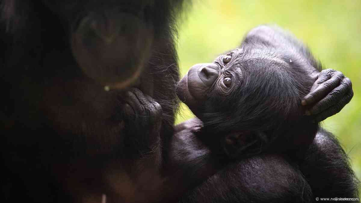 Ontsnapte bonobo Ouwehands werd opgejaagd door groep en vond sluipweggetje