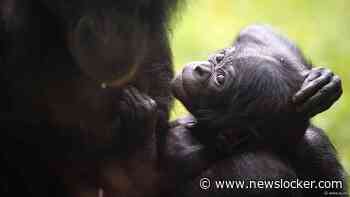 Ontsnapte bonobo Ouwehands werd opgejaagd door groep en vond sluipweggetje