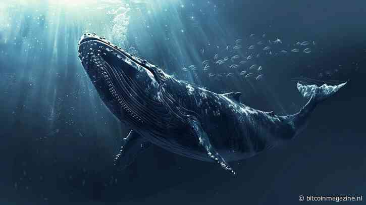 Bitcoin whales in de gaten houden is zinloos, zeggen handelaren