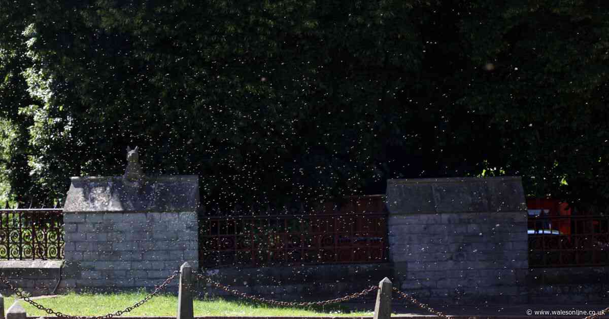 A swarm of flying insects hits Cardiff as Taylor Swift fans start arriving