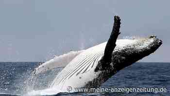 Wal vor Kroatiens Küste gesichtet – Experten ermahnen Touristen