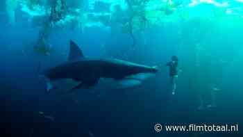 Zet je schrap voor nog meer bloeddorstige haaien in de Franse Seine