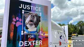 Animal shelter volunteers rally for dog who was beheaded and abandoned in Fort De Soto Park