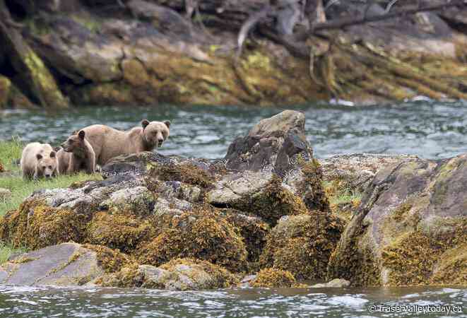 Fines for illegal hunting and fishing more than double in B.C.