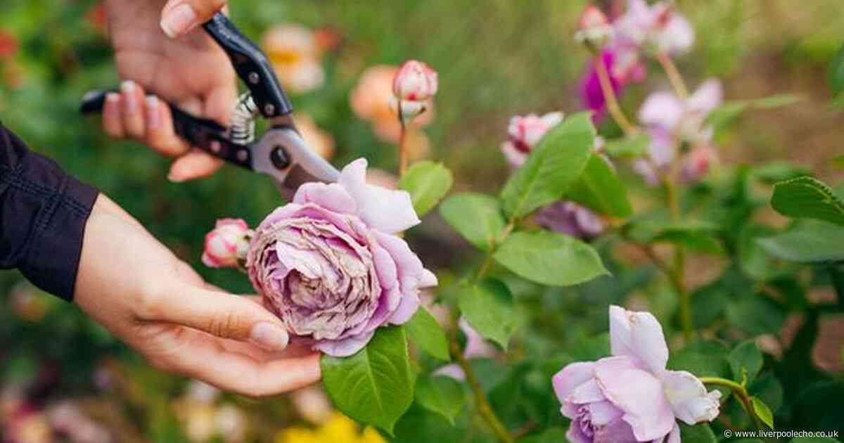 Three plants expert says you need to check if they are in your garden