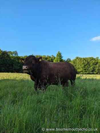 New bull joins Kingston Lacy herd of Red Ruby Devon cows