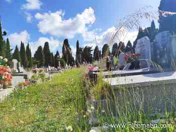 "Les morts méritent mieux que ça": dans ce cimetière de Nice, les herbes folles laissées par la Ville choquent les proches des défunts