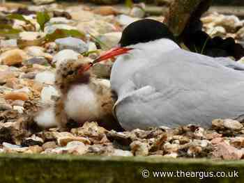 Sussex snappers capture adorable chicks at Warnham nature reserve